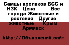 Самцы кроликов БСС и НЗК › Цена ­ 400 - Все города Животные и растения » Другие животные   . Крым,Армянск